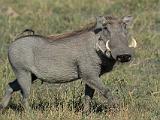 Africa 275 : Africa, Animal, Botswana, Mammal, Mombo, Okavango, Warthog